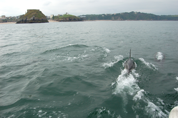 Dolphins approaching Tenby